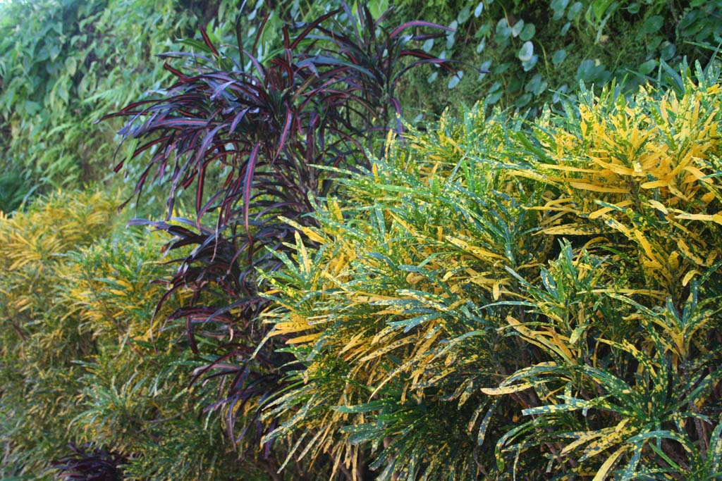 Plants by the road on the way back into Baracoa from the <em>Museo Arqueológico.</em>