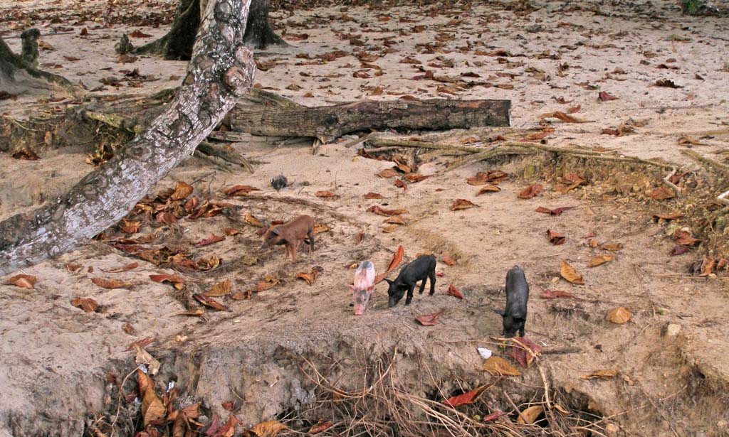 ...and it's not just dogs: piglets foraging on the beach.