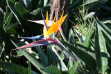 Bird of Paradise (strelitzia) flowers.