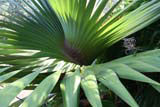 A Pandanus leaf, which the French used for wrapping coffee.
