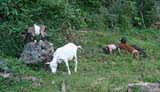Goats and pigs foraging near Playa Blanca, a walk from Baracoa.