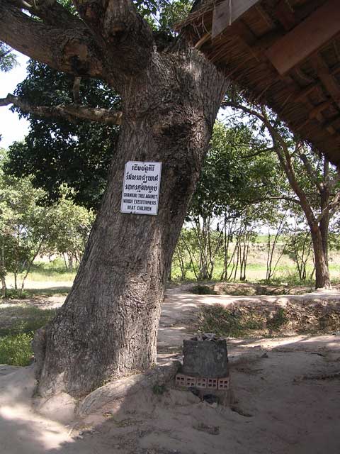 chankiri tree