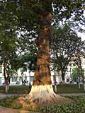 A tree embraced by roots in Hanoi