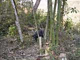 A pig among the bamboo