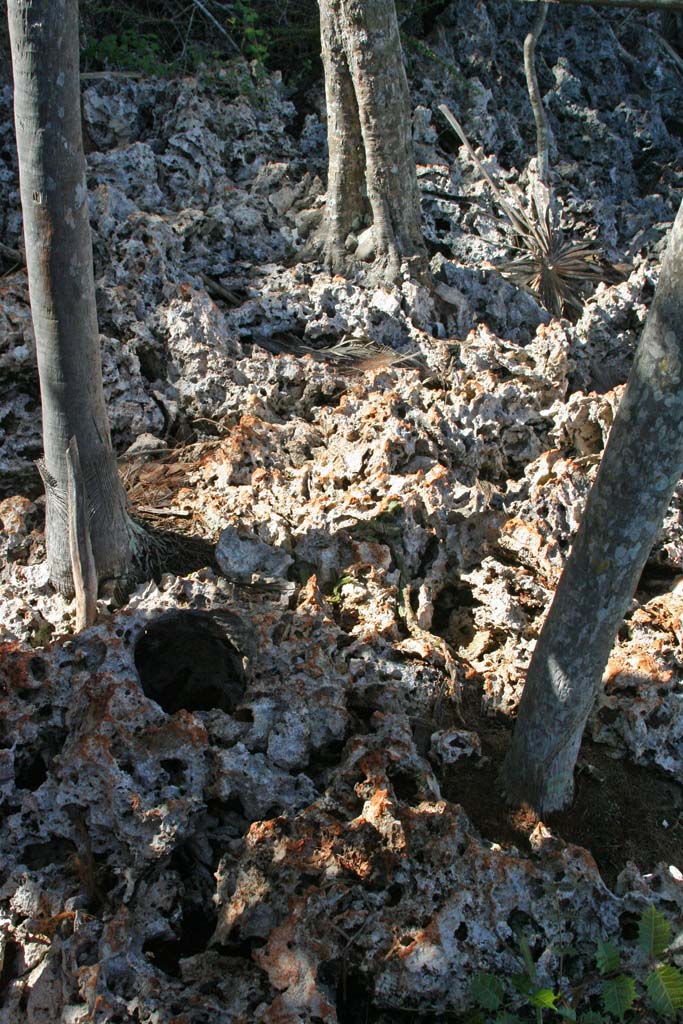 A spiky and very uncomfortable limestone path.