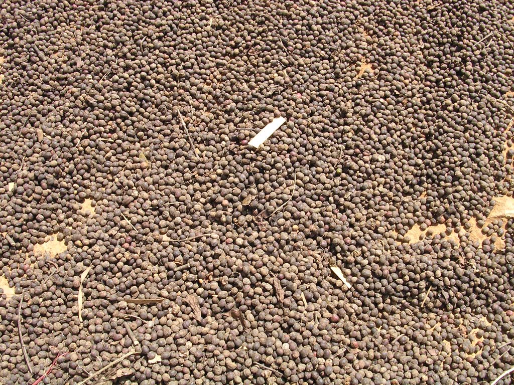 More beans, nearly dried