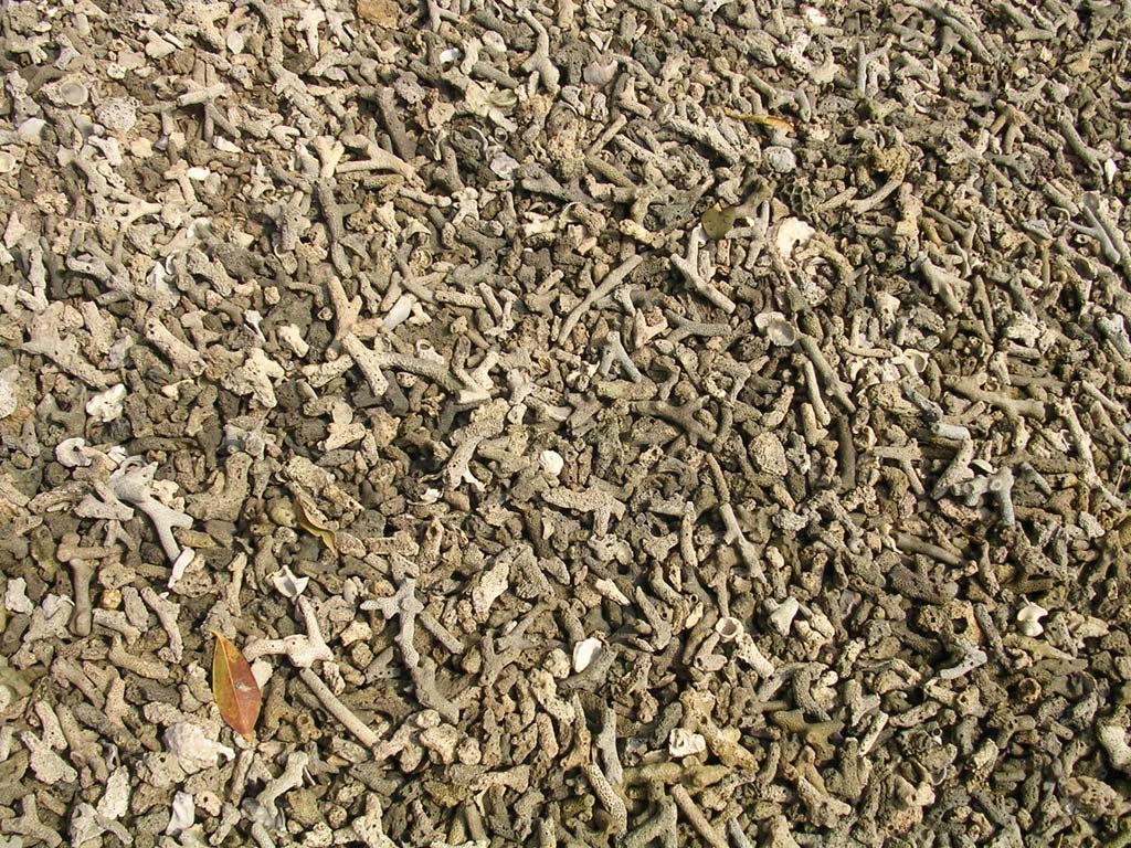 Fragments of coral cover the beach