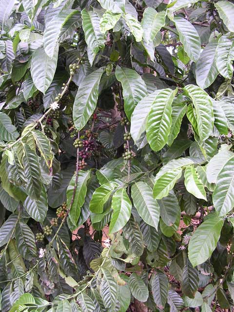 Vietnam: Central Highlands with the Easy Riders - coffee beans